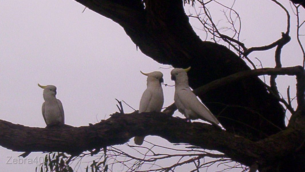 18-Cockatoos checkout our campsite at Forrest.jpg